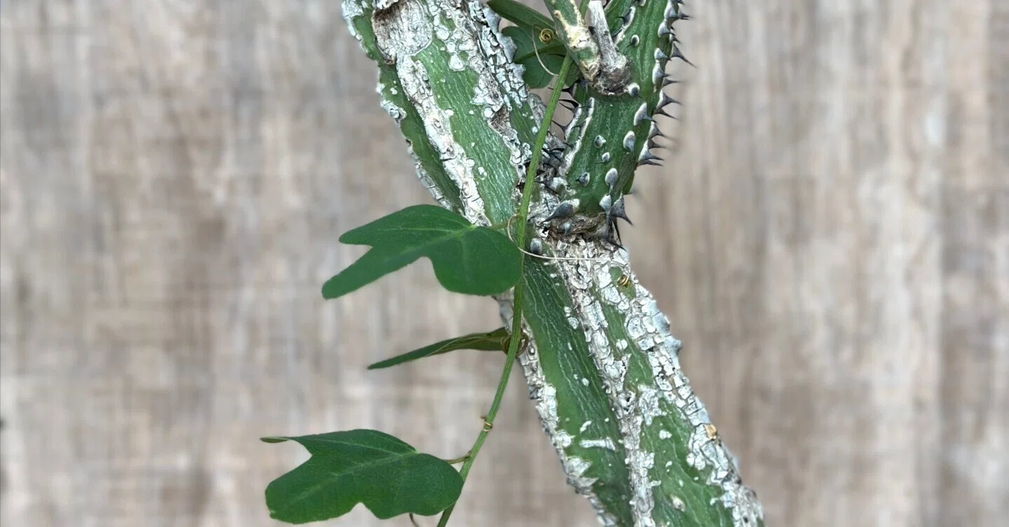 セルフ誕プレ② アデニア・アクレアータ Adenia aculeata｜暇人