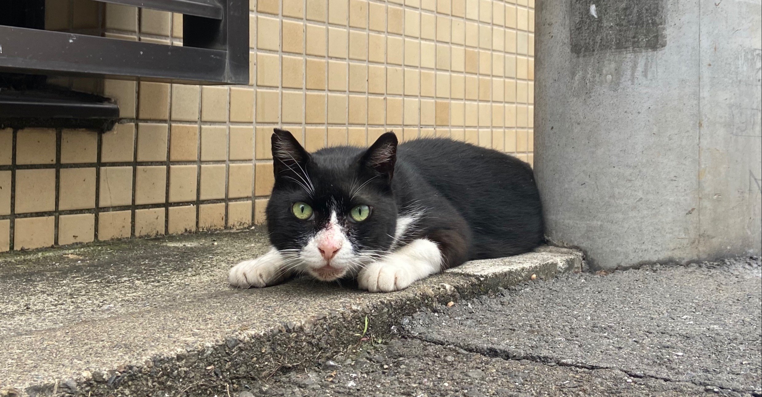 猫のはなし 猫みっけ ロビンソンズ 北澤ひとし Note 猫のはなし 猫みっけ ロビンソンズ 北澤ひとし Note