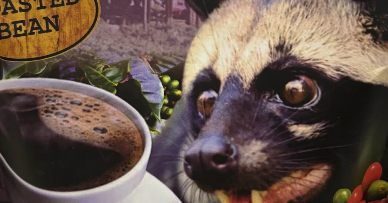 Before Drinking the Elusive Kopi Luwak Coffee｜比奈
