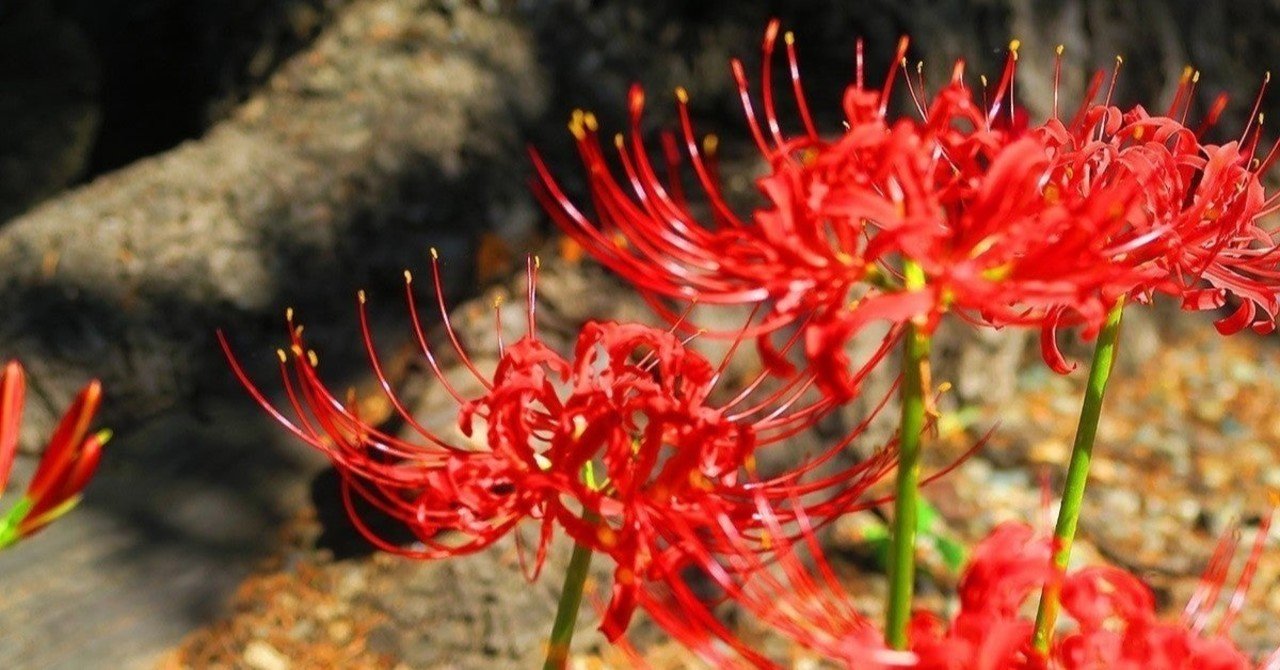 きんとうか感想 ネタバレあり Ssk Note