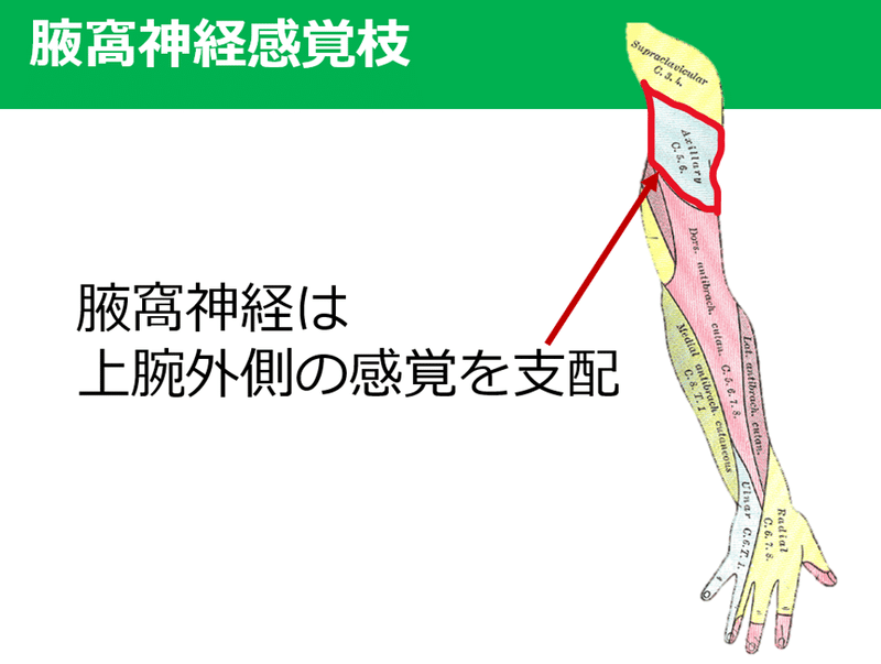 以外に知らない腋窩神経 Y K Note