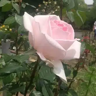 りっか
