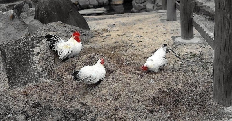 閉塞感を打ち破るには脱カッコイイ ニワトリのつつき順位とその解消法 どばしんだんし 中小企業診断士 Note