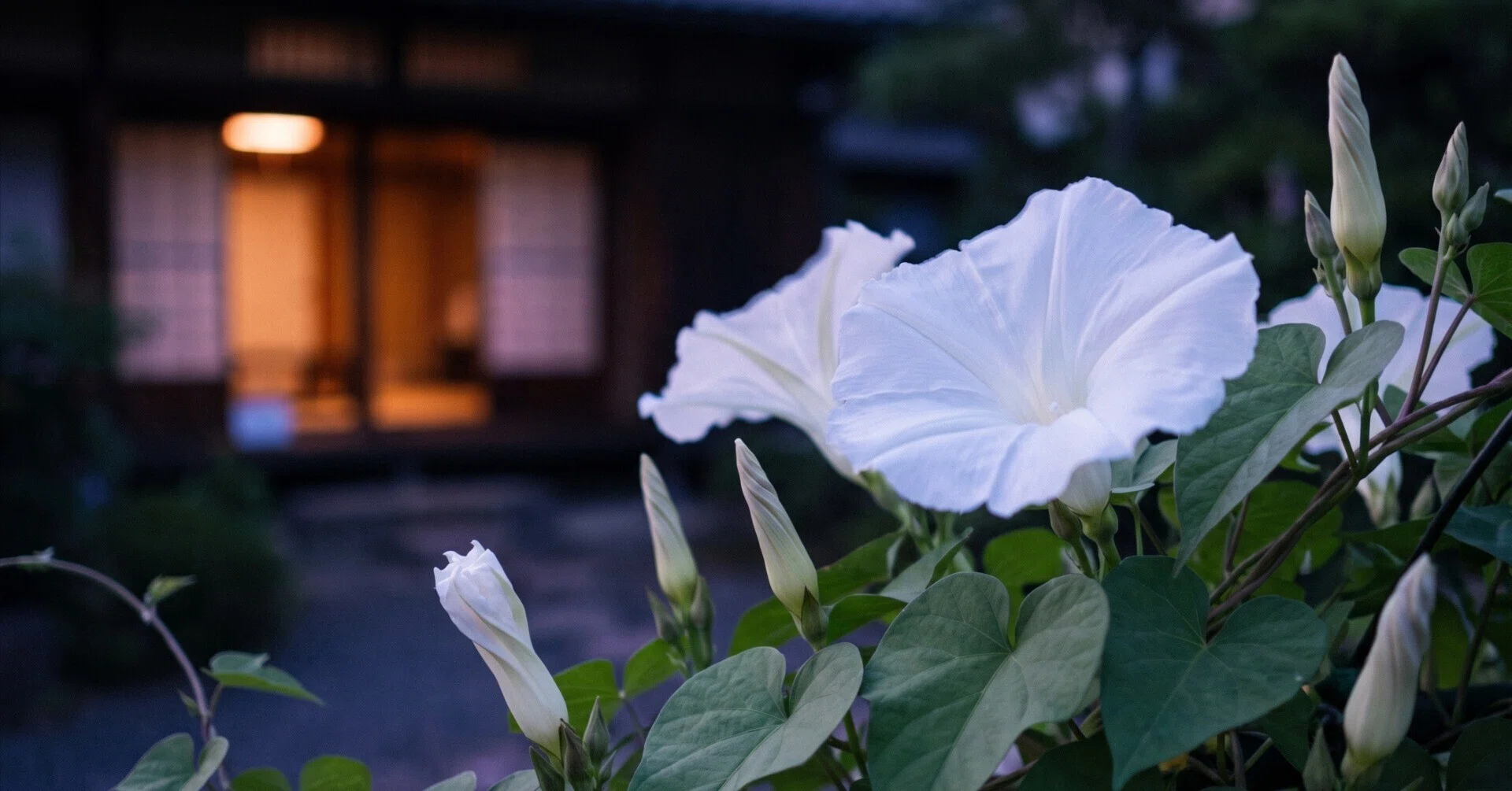夜 顔 花 言葉