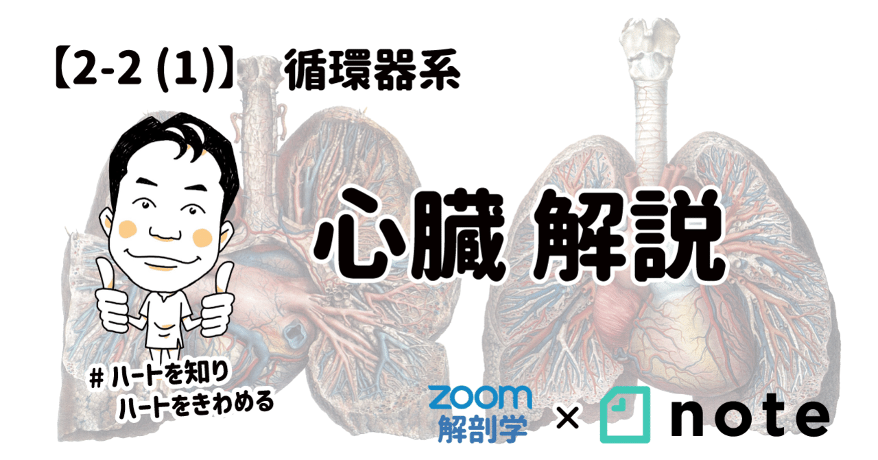 2-2(1)】 循環器系 - 心臓 解説｜かずひろ先生（黒澤一弘｜解剖×教育×AI）