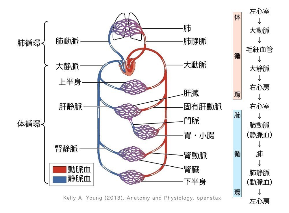 2 2 1 循環器系 心臓 解説 かずひろ先生 黒澤一弘 解剖学 Note 2 2 1 循環器系 心臓 解説 かずひろ先生 黒澤一弘 解剖学 Note