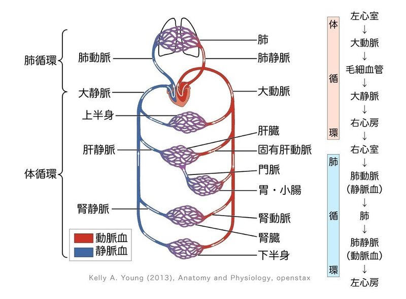 2 2 1 循環器系 心臓 解説 黒澤一弘 Note