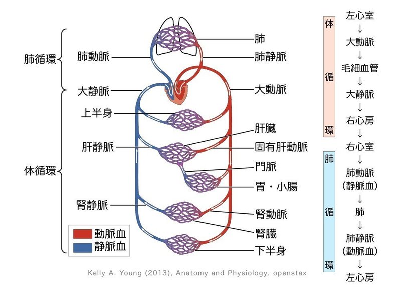 循環器系-21-01-体循環と肺循環-図