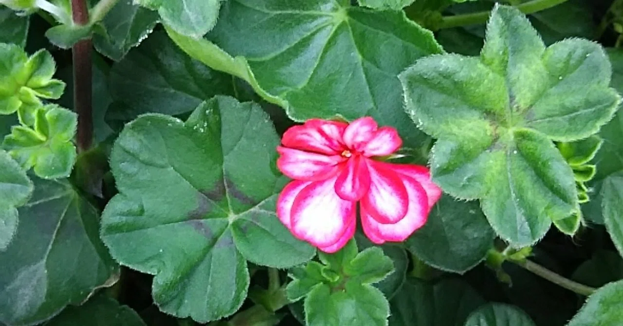 Geranium: Swaying Gently to Find Your Center｜松田純子 junkomatsuda