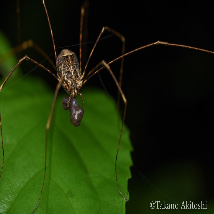 Monstera Takano Akitoshi Note
