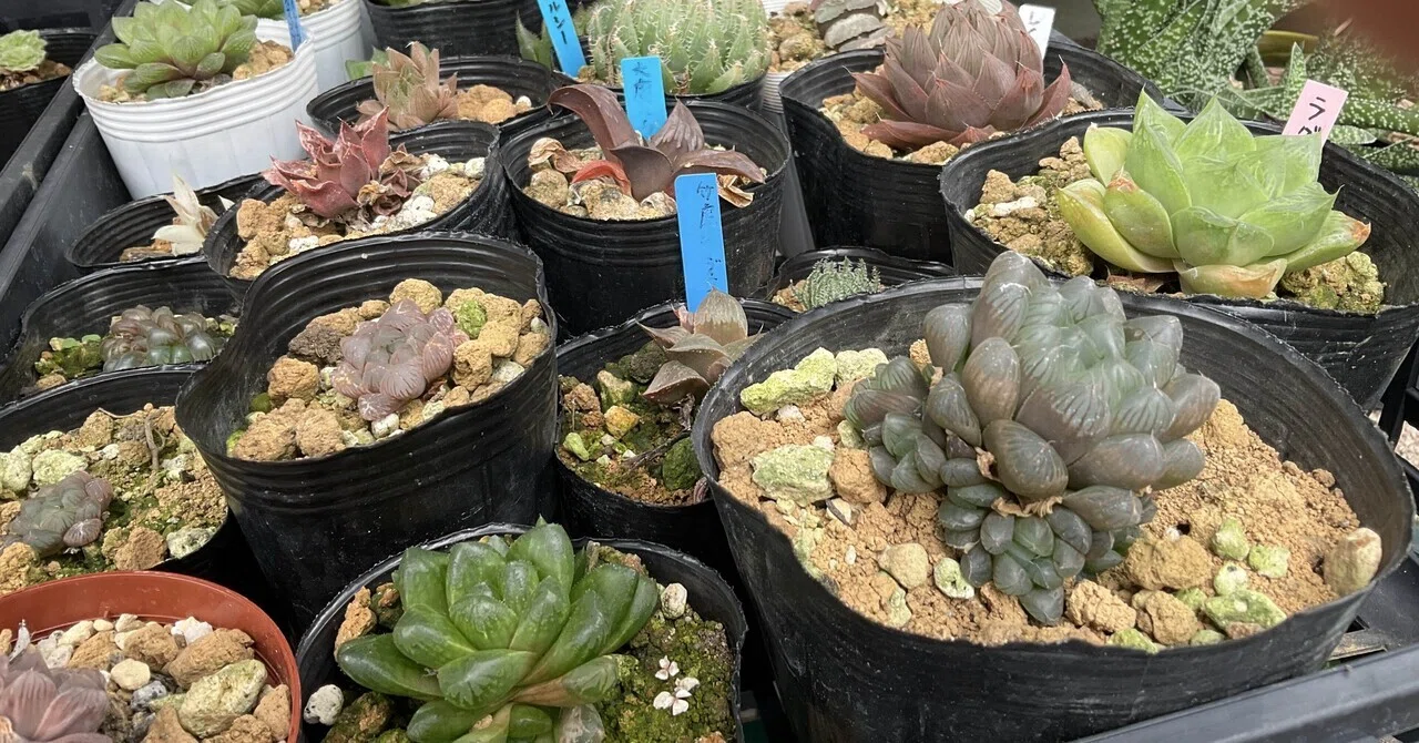 はおーるてぃあ✨｜nabecho @山六農園芸（mt.6 plants.）