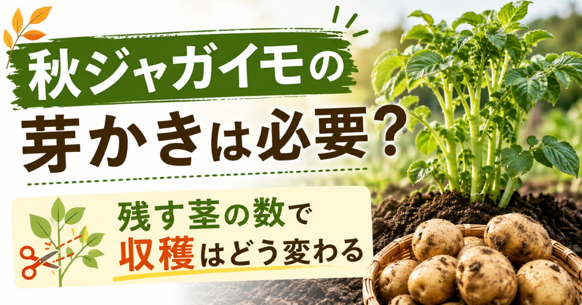 POTATO 2023年1月2月3月4月5月6月7月8月9月10月11月12月号 Is Sprout Thinning Necessary for Autumn Potatoes? | How the Number