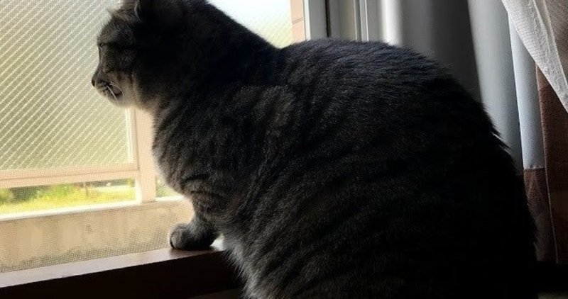 映画 デザートフラワー とっても猫 note