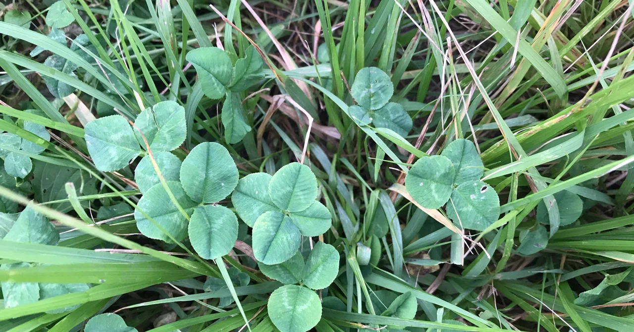 四つ葉🍀のクローバーを一瞬にして見つける。｜秋元紀子