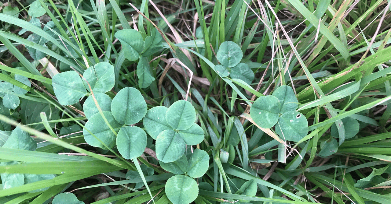 不思議な力を宿した四つ葉のクローバー 不思議な力を宿した四つ葉のクローバー