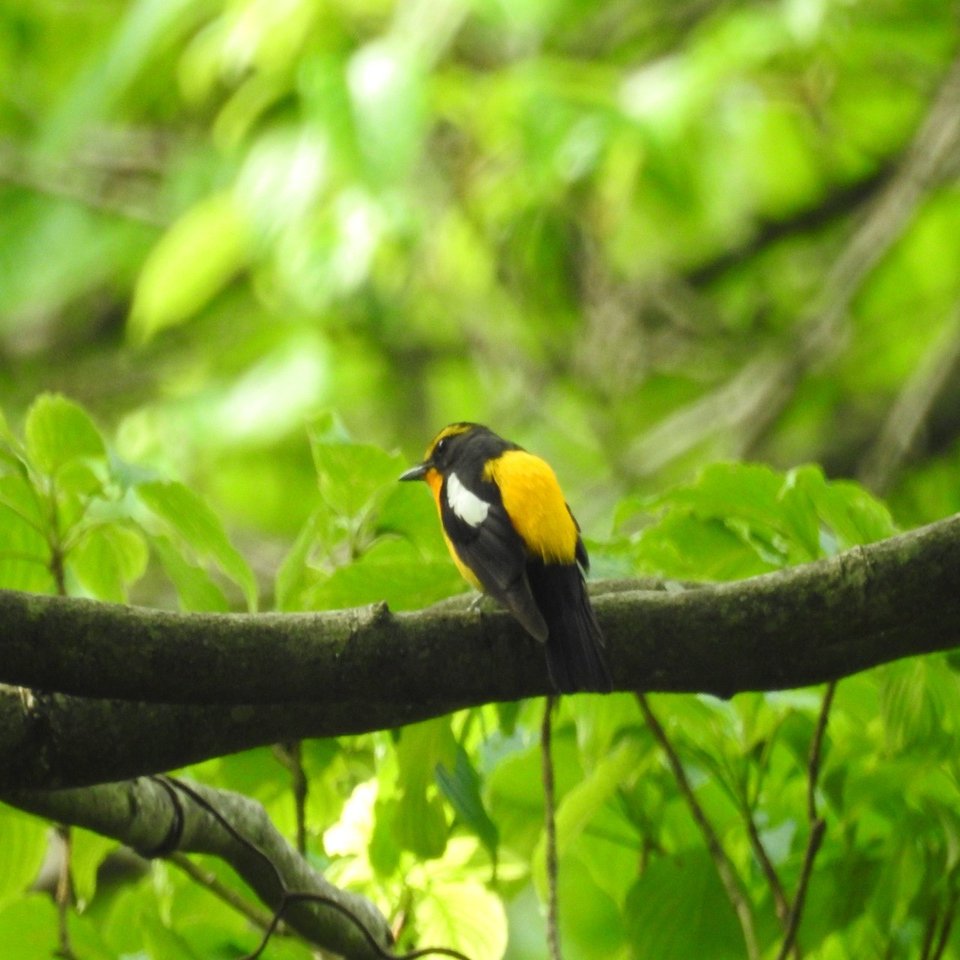 大山の鳥たち 黄色い鳥キビタキ 大山ゲストハウス寿庵 Note