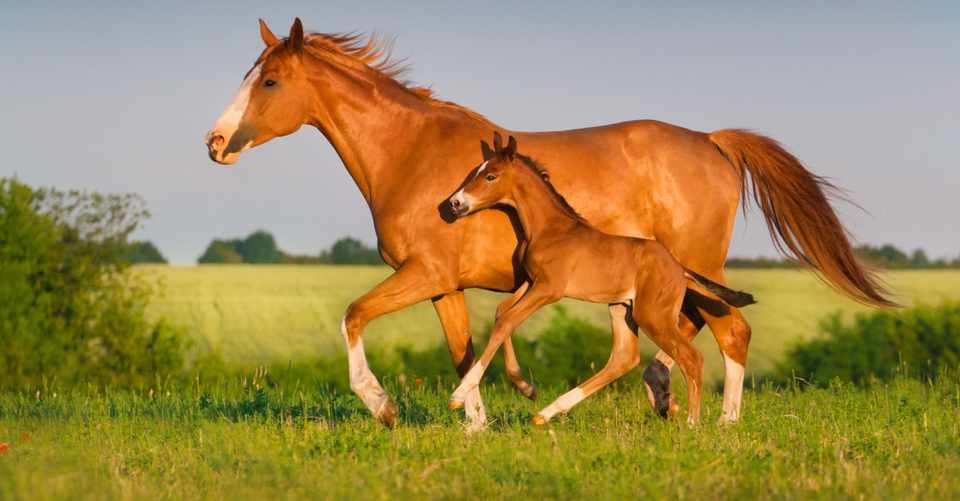 rprという指標 高確率で優良産駒を出す種牡馬ランキング 一口馬主マスターb Note