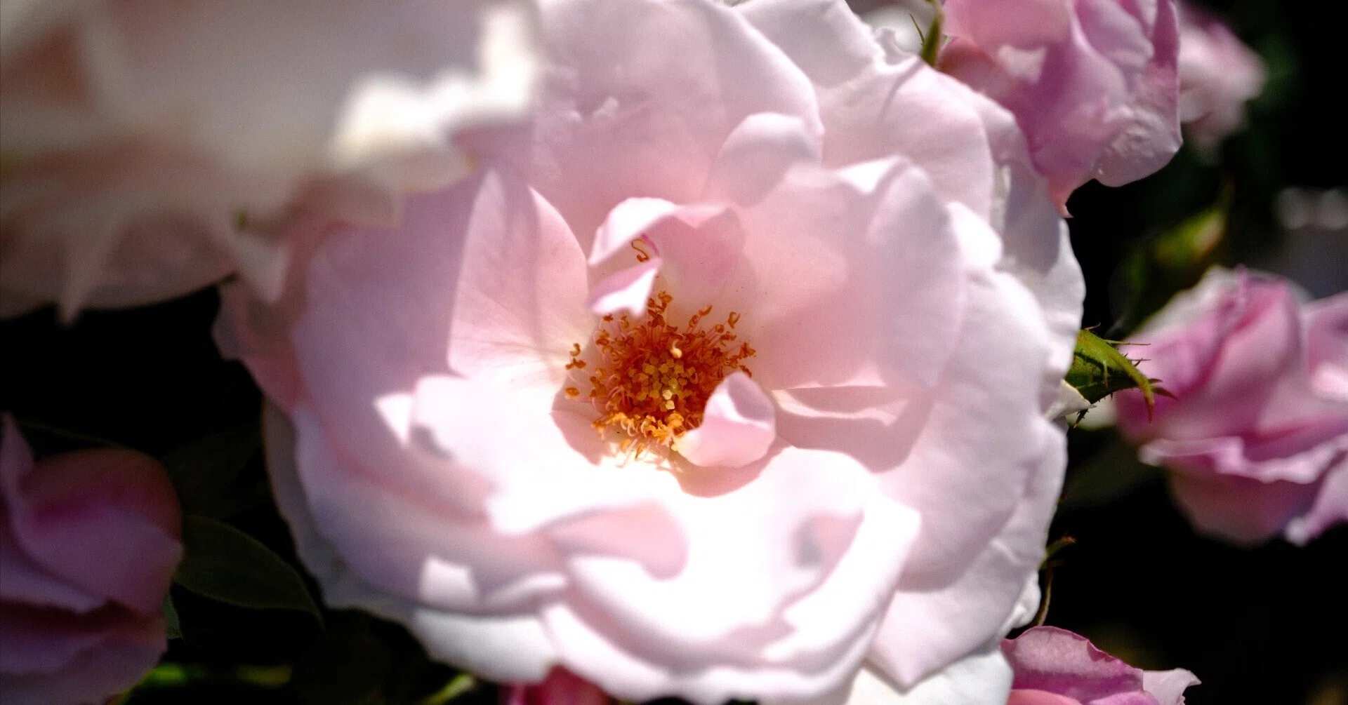 📷X-T30III × 🌹Nakanoshima Rose Garden | 🇯🇵Sakuragai｜ぱぽにゃん🌹🌳
