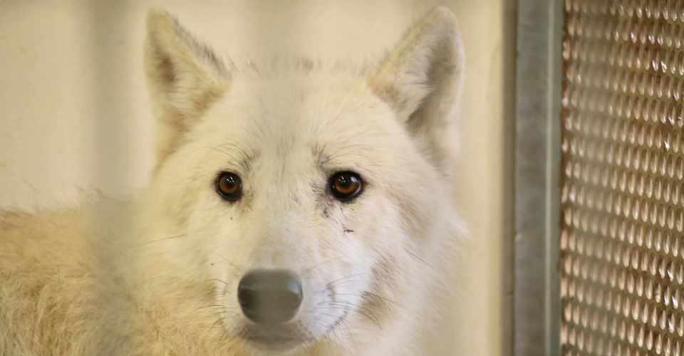 ホッキョクオオカミ Canis Lupus Arctos の魅力 写真は雌 Spectaclesuzuki Note