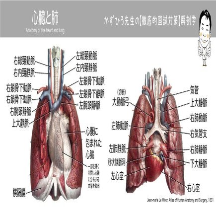 2 2 1 循環器系 心臓 解説 かずひろ先生 黒澤一弘 解剖学 Note