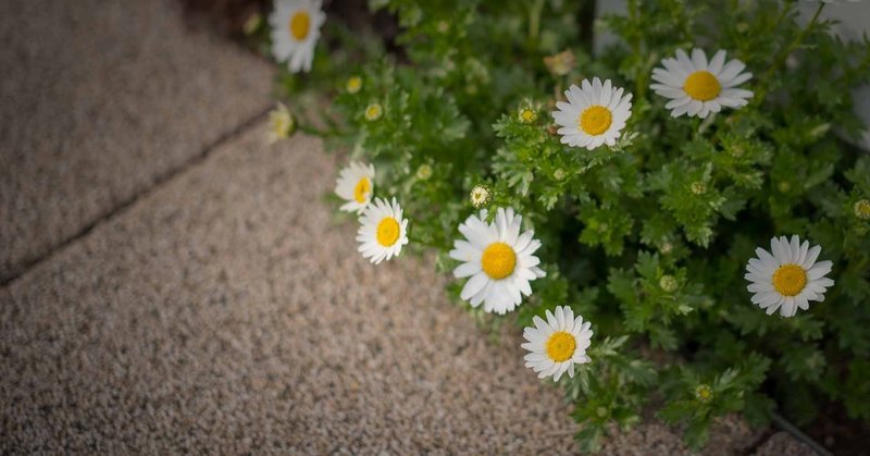 暇つぶし散歩 道端の白い花 No 66 空間の通訳者 たかはし 913 Note