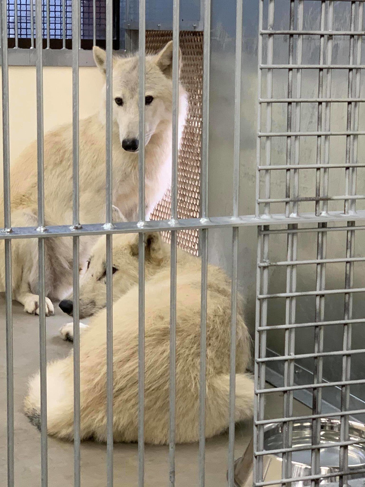 ホッキョクオオカミ＆ホッキョクグマラブ ホッキョクオオカミ 64 | HANSA