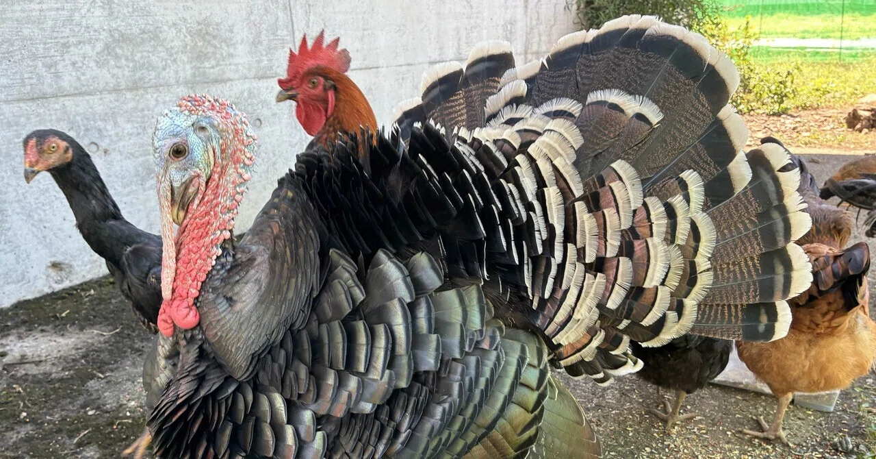 七面鳥クリス君、フラれる｜さきどん⭐︎七面鳥＆鶏飼育