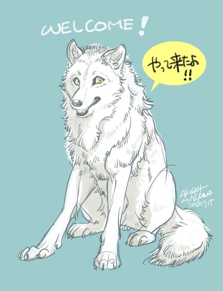 ホッキョクオオカミ（Canis Lupus arctos)の魅力 ＊写真は雌