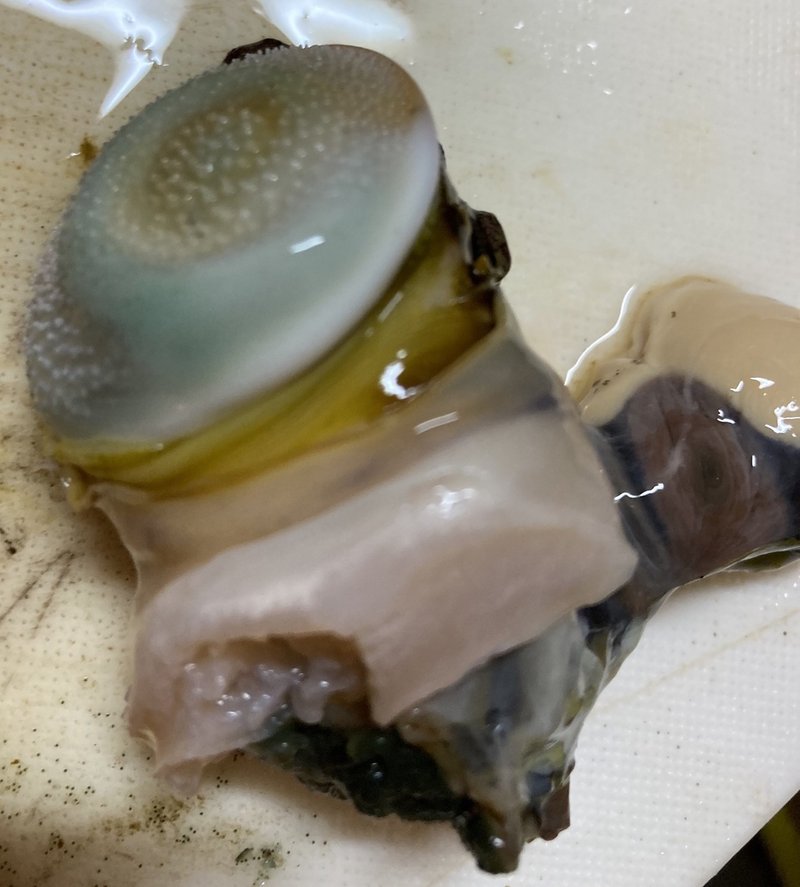 サザエをぶっ叩け まい Note