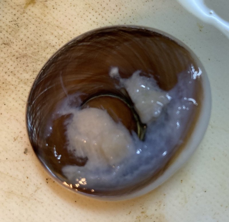 サザエをぶっ叩け まい Note