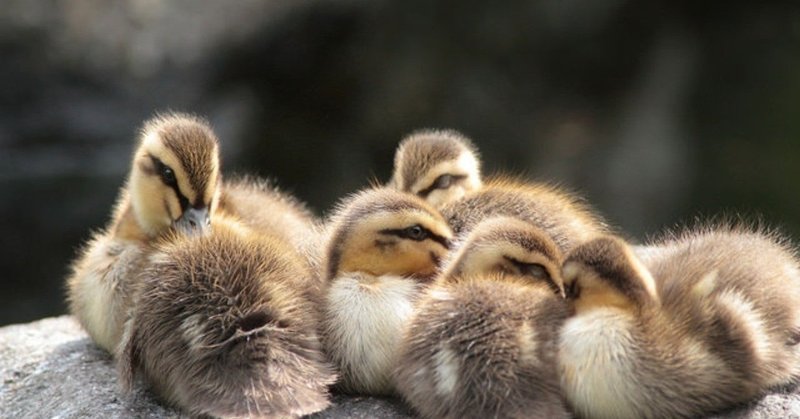 相性が合わない子どもがいる親はラッキーである 楓 Note