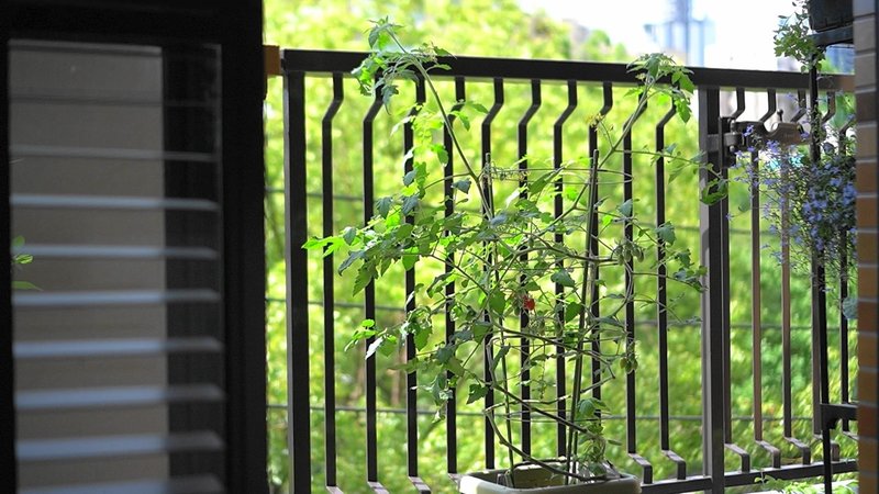 ミニトマトのつるおろし ゆかこ Note