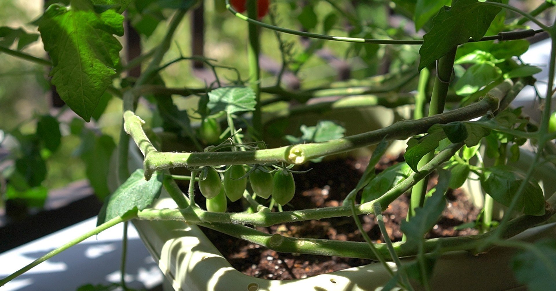 ミニトマトのつるおろし うつ畑 Note ミニトマトのつるおろし うつ畑 Note