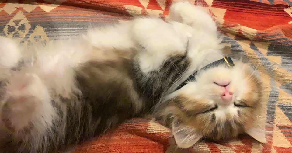 もふもふ短足猫の成長記録 5日目 ミヌエットの子猫 Monaka Note