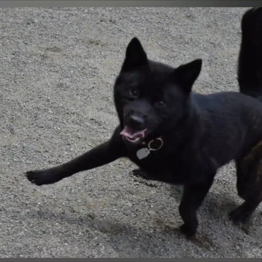 チャーさん