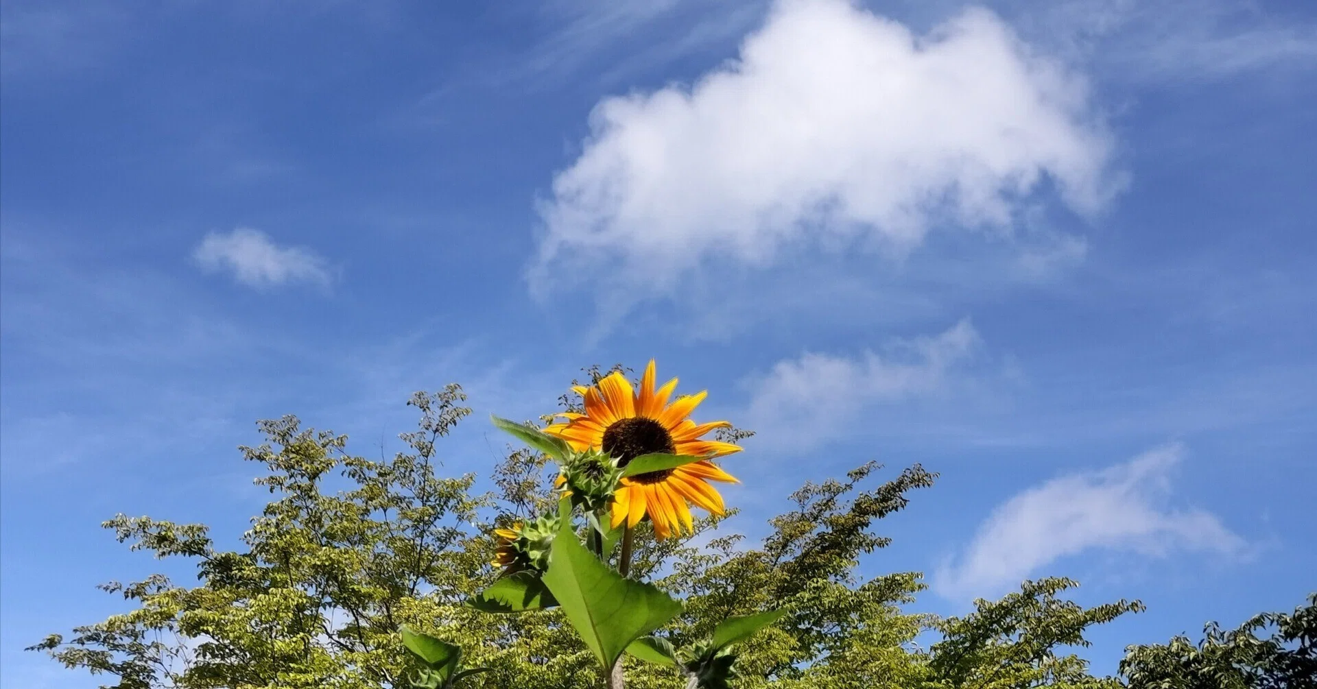 向日葵 去年の夏の向日葵の写真。｜まる