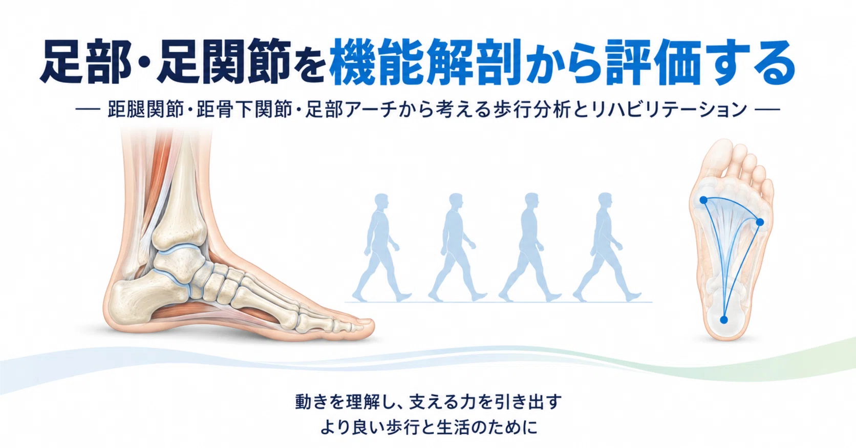 足部・足関節の機能解剖と評価｜距腿関節・距骨下関節・足部アーチから