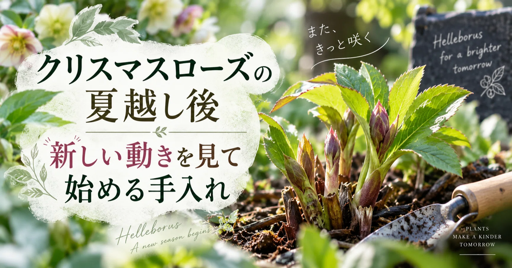 クリスマスローズの夏越し後｜新しい動きを見て始める手入れ｜気象予報