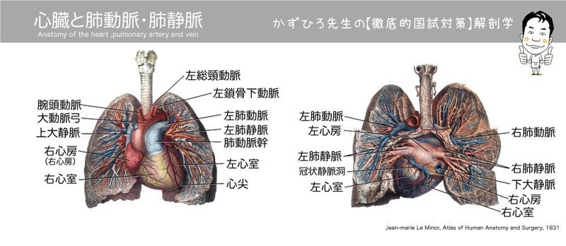 肺と心臓・肺動脈・肺静脈-HL2