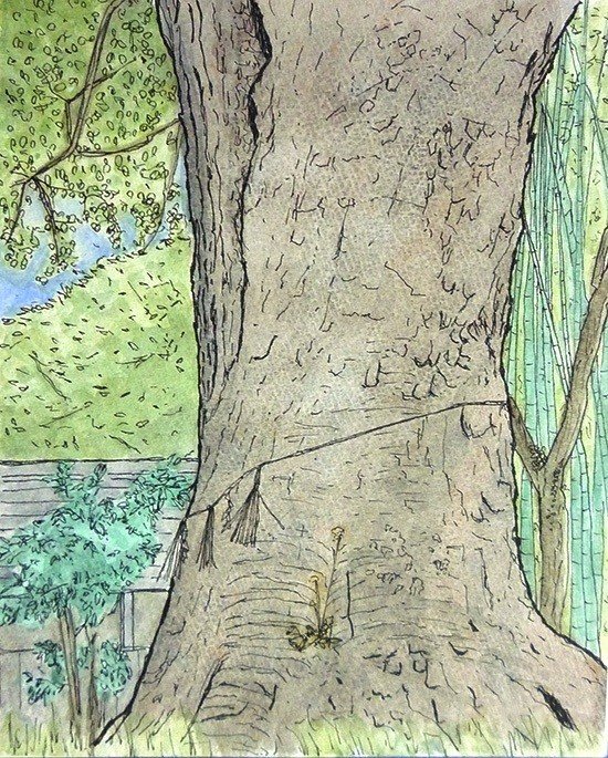 クスノキ　水彩画 クスノキ 青空 水彩 のイラスト素材 [57695648] - PIXTA