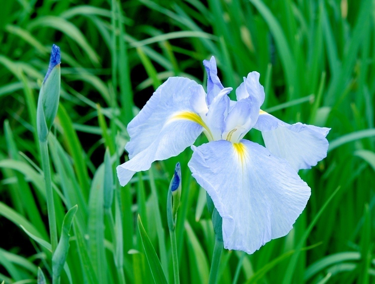 水辺の花 菖蒲編と蛍 たけうち Note 水辺の花 菖蒲編と蛍 たけうち Note
