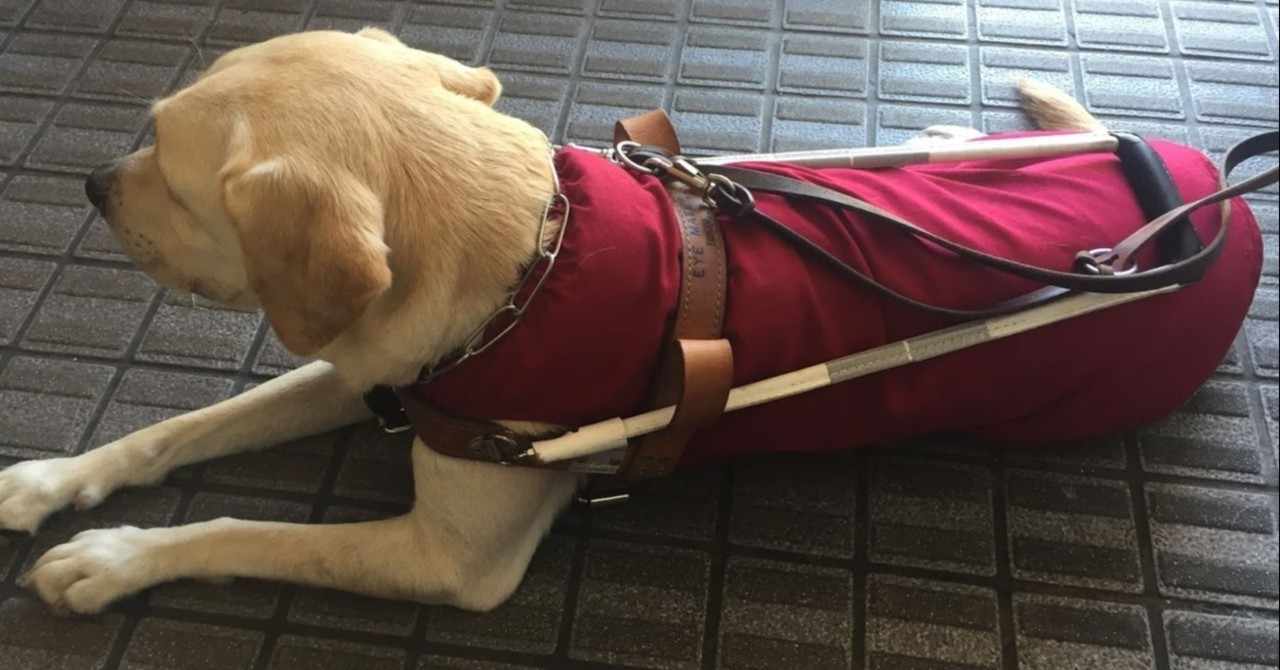 盲導犬 の新着タグ記事一覧 Note つくる つながる とどける