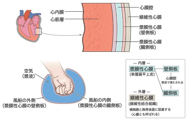 循環器系-221-04-線維性心膜・漿膜性心膜-図