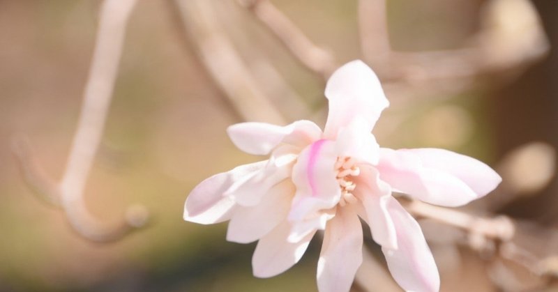 50　花辛夷からだの芯にとどく光