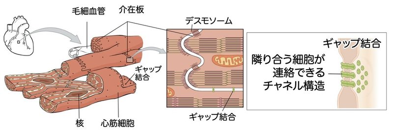 【徹底的国試対策】2-2 循環器系 - 心臓.092