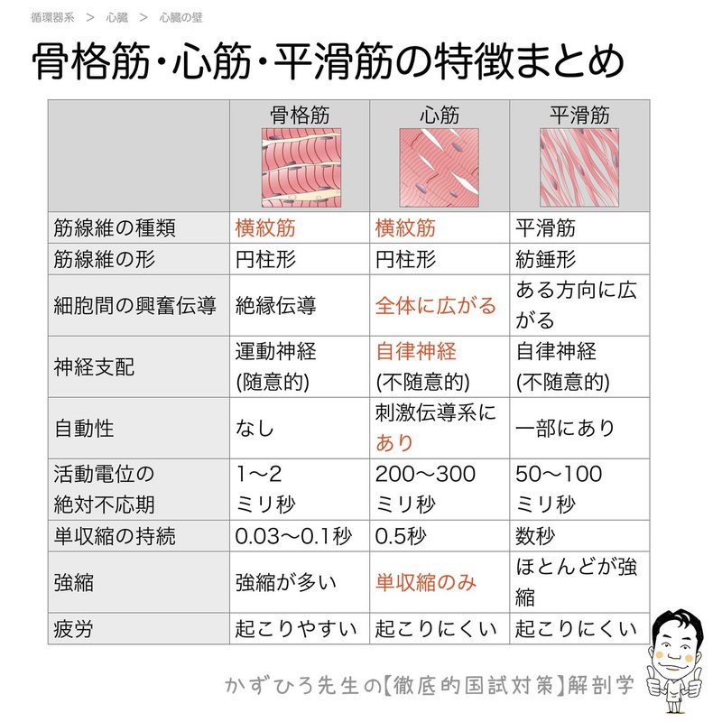 循環器系-221-14-骨格筋・心筋・平滑筋-SQ