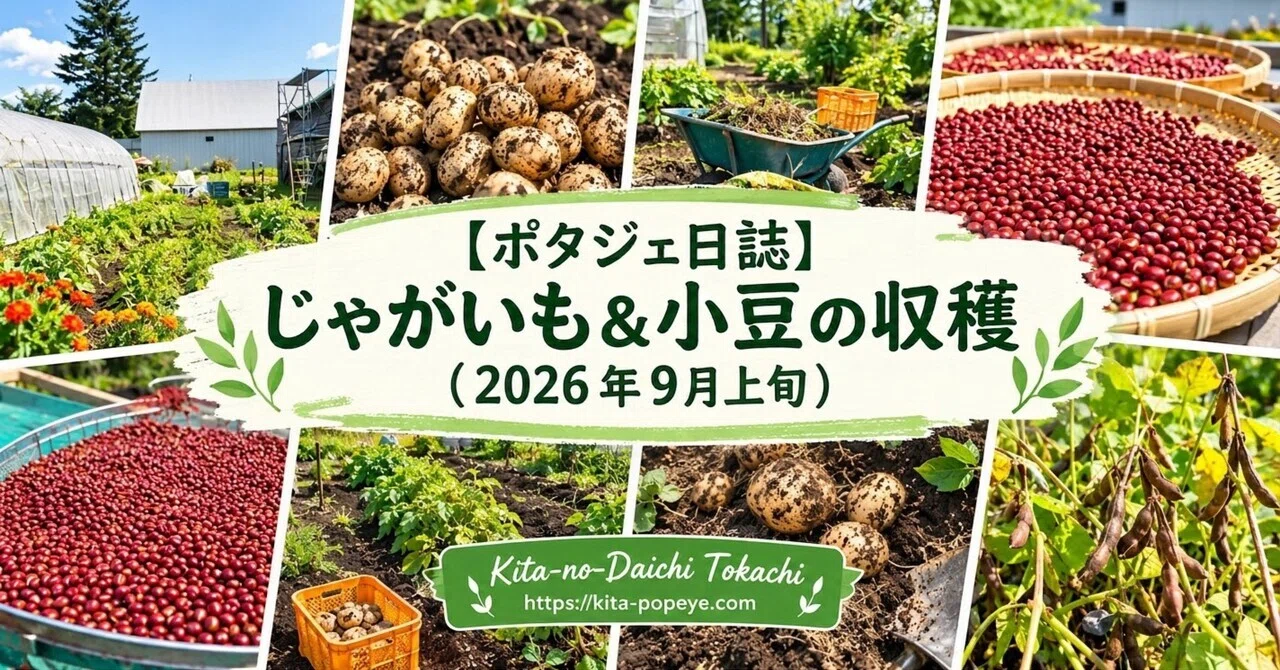 Potager Journal] Harvesting Potatoes & Adzuki Beans (Early