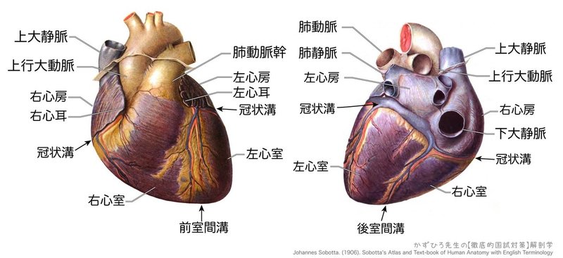 心臓の外観-HL