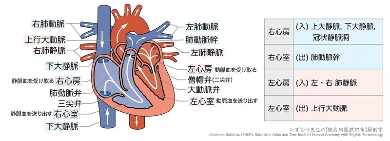 循環器系-222-05-心房と心室-図