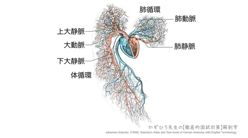 循環器系-222-03-肺循環と体循環-図